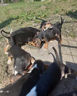 cuccioli segugio tricolore - Anglo francese 