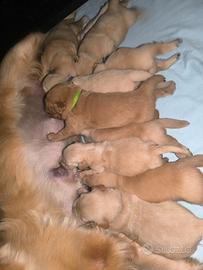 Cuccioli di Golden retriever con pedigree ENCI