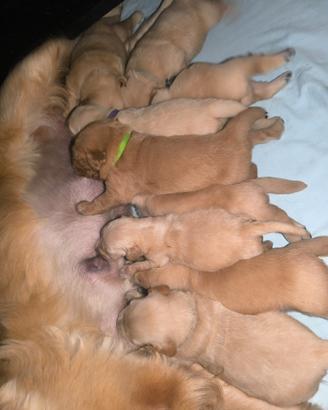 Cuccioli di Golden retriever con pedigree ENCI