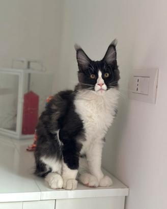 Maine coon black smook con bianco