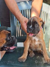 Cucciola di cane boxer