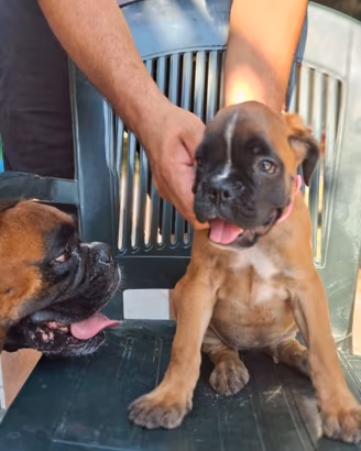 Cucciola di cane boxer
