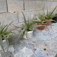 Aloe vera e arborescens.