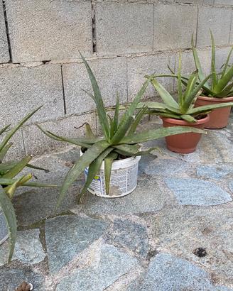 Aloe vera e arborescens.