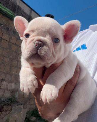 Cuccioli di bulldog francese