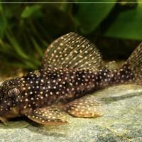 Gruppo riproduttivo di hypancistrus L136 b