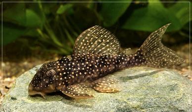 Gruppo riproduttivo di hypancistrus L136 b