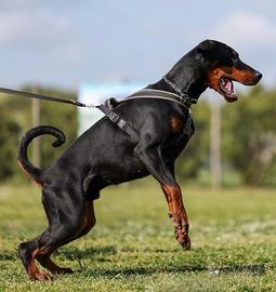 Dobermann per monte