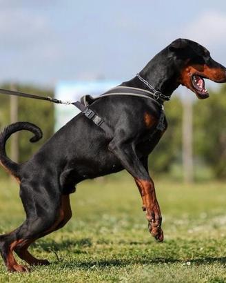 Dobermann per monte