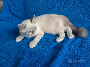 Ultimo gattino sacro di Birmania disponibile