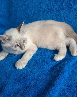 Ultimo gattino sacro di Birmania disponibile