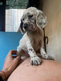 Cuccioli setter inglese