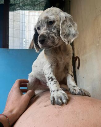 Cuccioli setter inglese