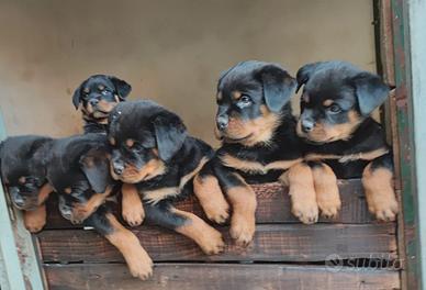 Rottweiler cuccioli
