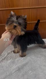 Yorkshire terrier