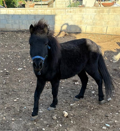 Pony falabella