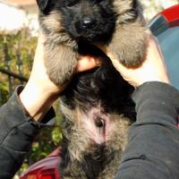 Cuccioli di Pastore Tedesco con pedigree ENCI