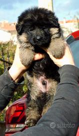 Cuccioli di Pastore Tedesco con pedigree ENCI