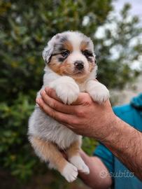 Cuccioli di pastore australiano