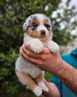 Cuccioli di pastore australiano
