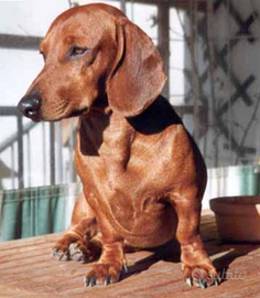 Bassotto maschio per monta