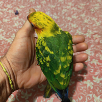 Conuro del sole