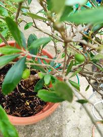 ulivo bonsai 