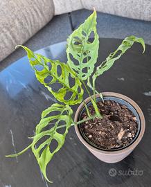 Monstera Obliqua Peru