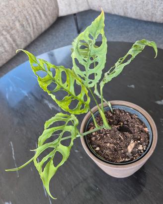 Monstera Obliqua Peru