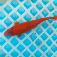 Carpa koi Benigoi