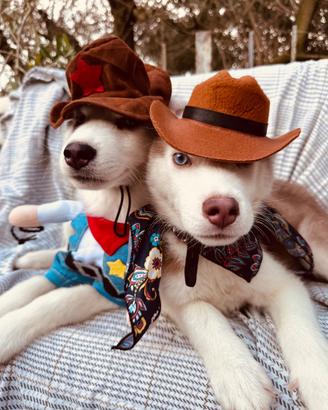 Siberian Husky pedigree enci consegna tutta Italia