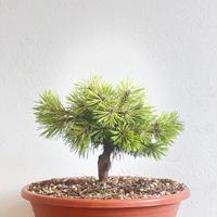 Pino Mugo bonsai 