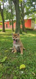 Cuccioli di Shiba Inu fulvi