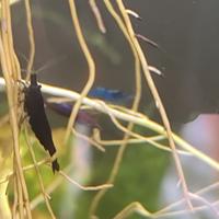 Neocaridine Black Sakura - Gamberetti per acquario