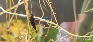 Neocaridine Black Sakura - Gamberetti per acquario