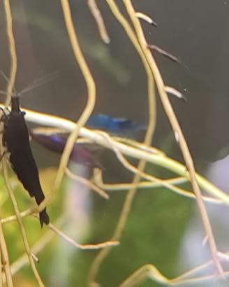 Neocaridine Black Sakura - Gamberetti per acquario