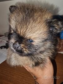 Spitz tedesco nano ovvero volpino di pomerania
