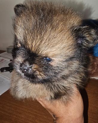 Spitz tedesco nano ovvero volpino di pomerania
