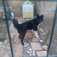 Cane maschio