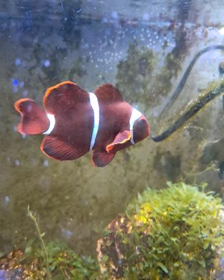 Pesce pagliaccio Amphiprion biaculeatus