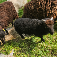 Pecore nane ouessant