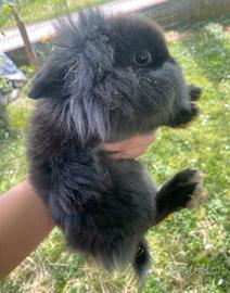 Coniglietto nano testa di leone