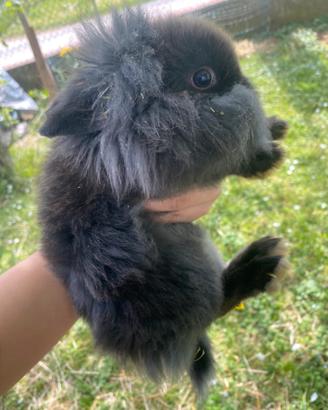 Coniglietto nano testa di leone