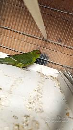 Kakariki femmina