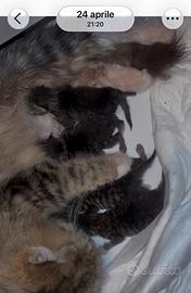 Gattino maschio