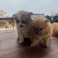 Cuccioli spitz Pomerania nati il 12 gennaio