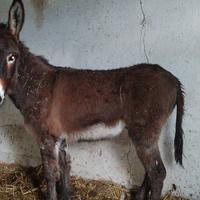 Asino maschio ragusano