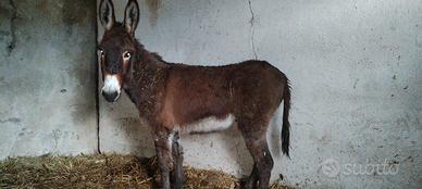 Asino maschio ragusano