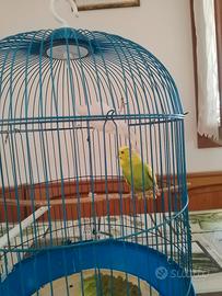 coccoriti 