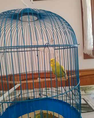 coccoriti 